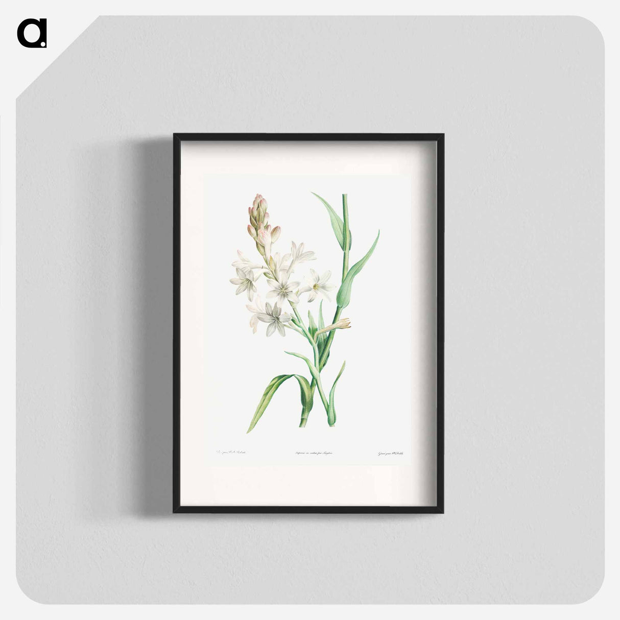 Tuberose - Pierre Joseph Redouté Poster.