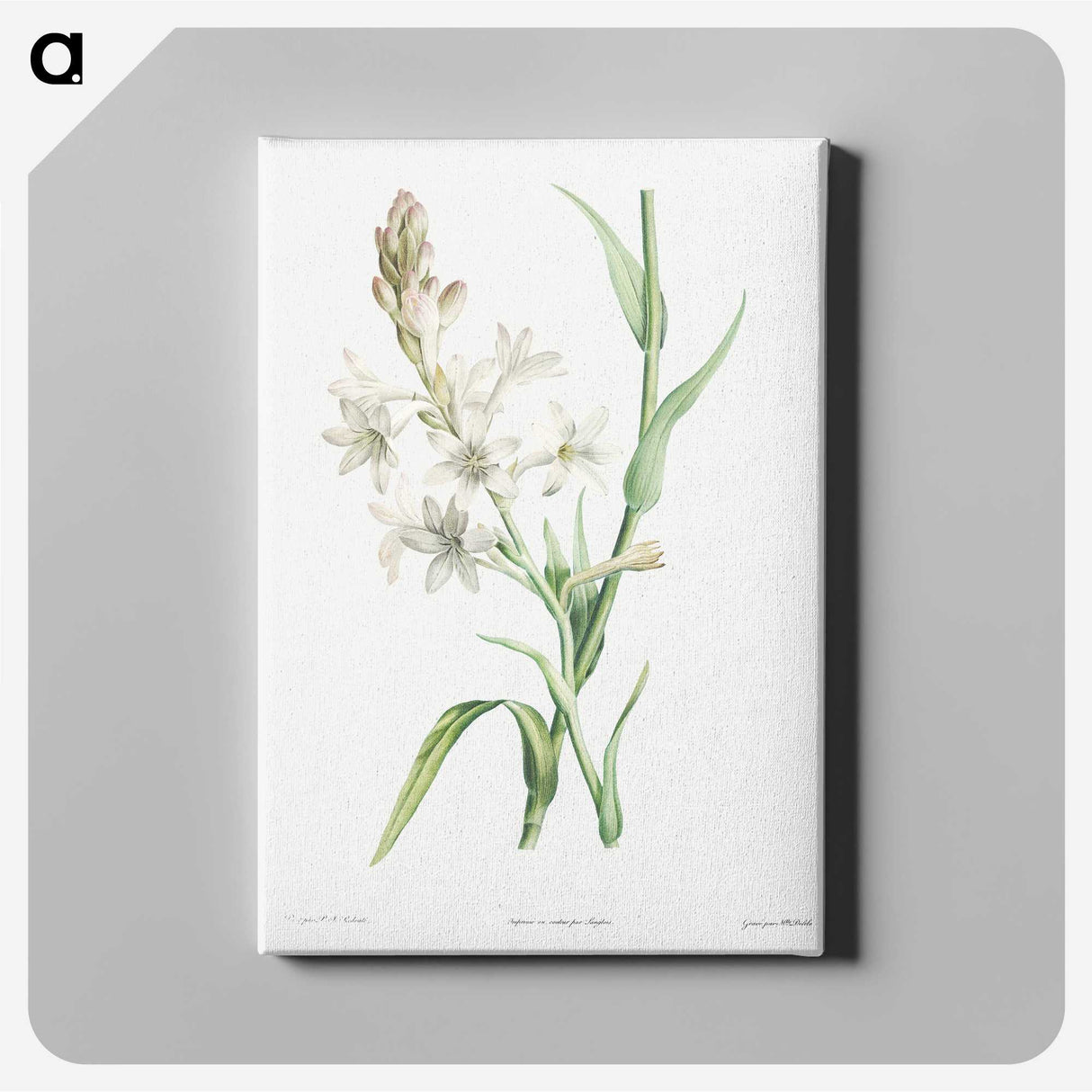 5-70_Pierre-Joseph-Redoute_canvas