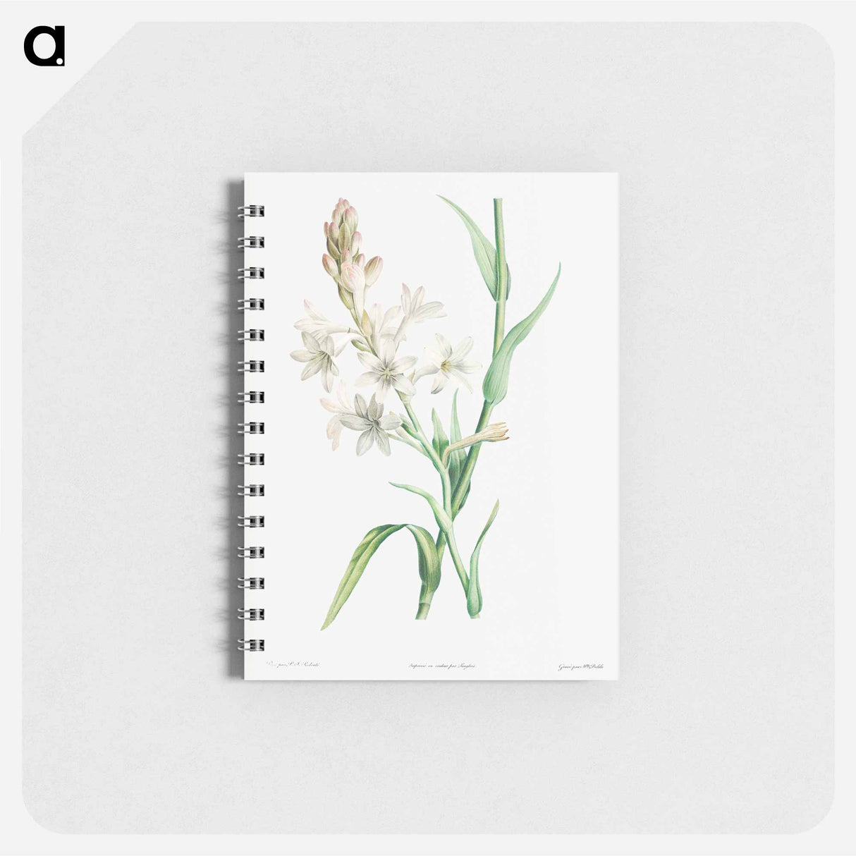 Tuberose - ピエール ジョゼフ ルドゥーテ Memo.