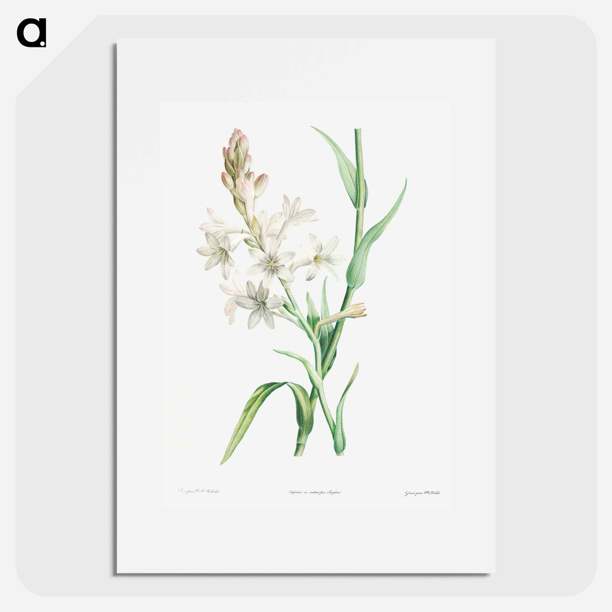 Tuberose - Pierre Joseph Redouté Poster.