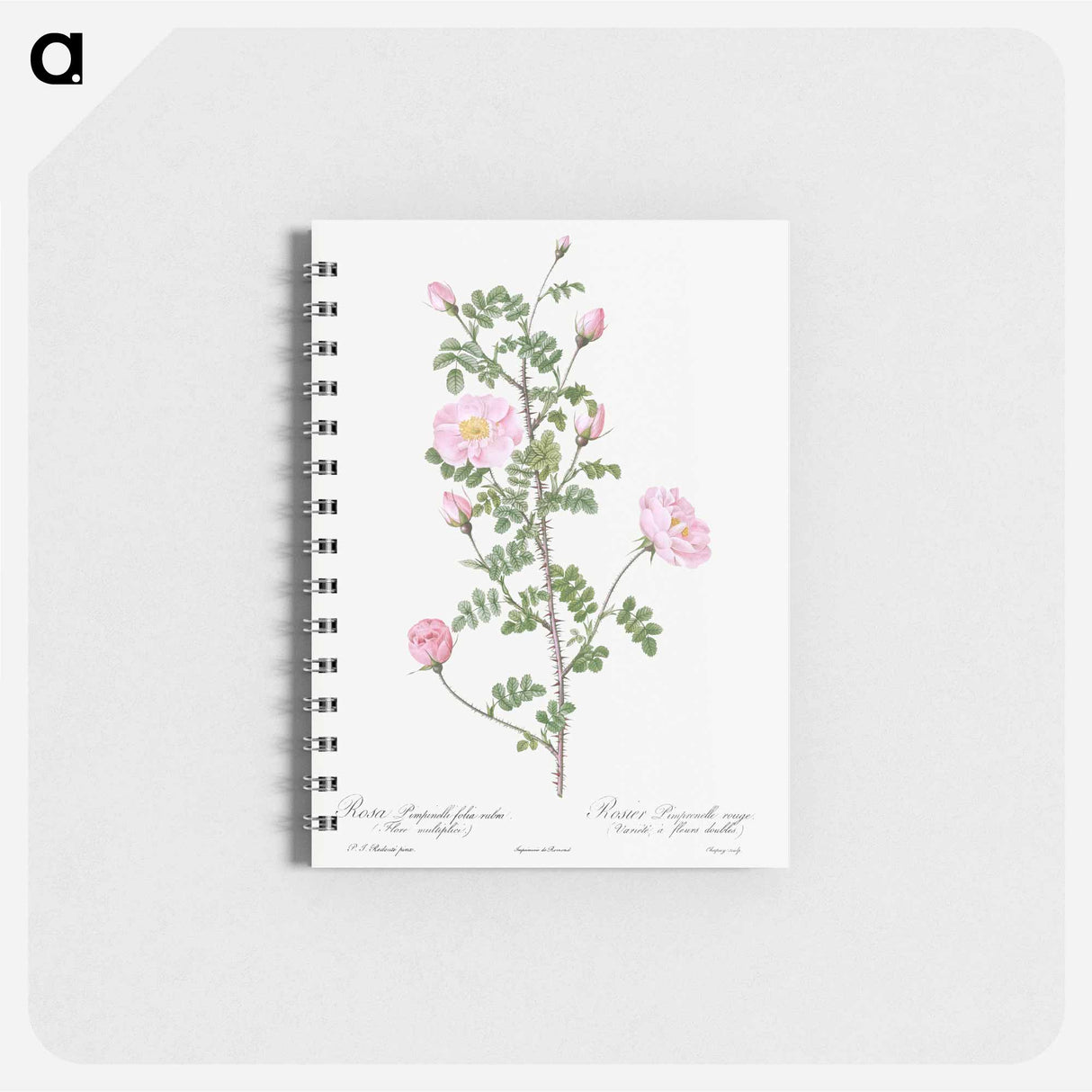 Double Pink Scotch Briar - ピエール ジョゼフ ルドゥーテ Memo.