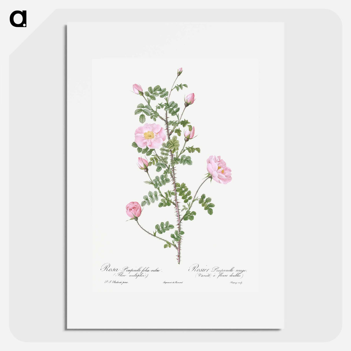 Double Pink Scotch Briar - ピエール ジョゼフ ルドゥーテ Poster.
