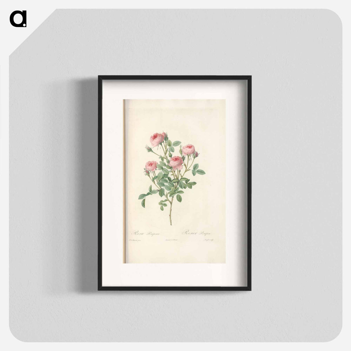 Rose illustration - ピエール ジョゼフ ルドゥーテ Poster.