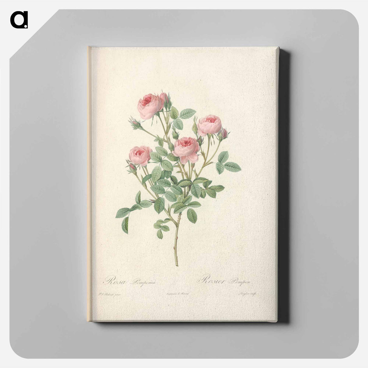 Rose illustration - Pierre Joseph Redouté Canvas.