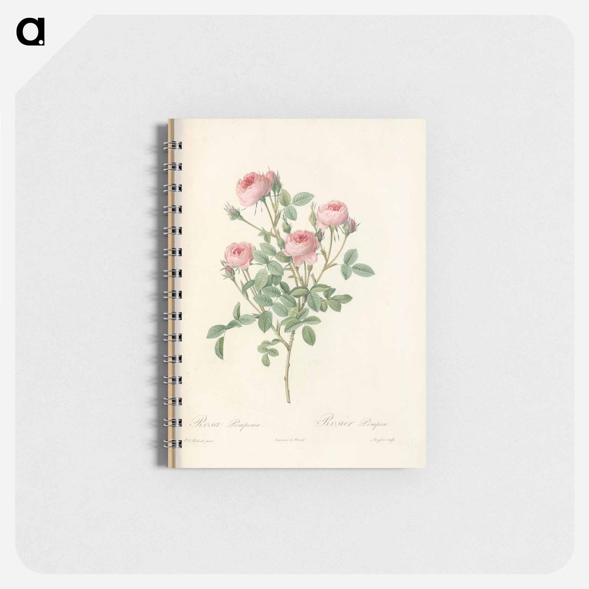 Rose illustration - ピエール ジョゼフ ルドゥーテ Memo.