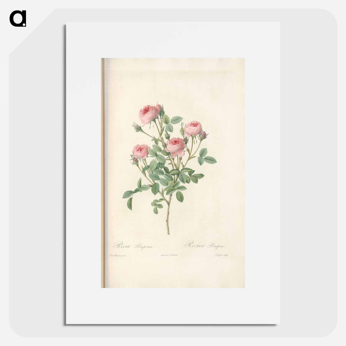 Rose illustration - ピエール ジョゼフ ルドゥーテ Poster.