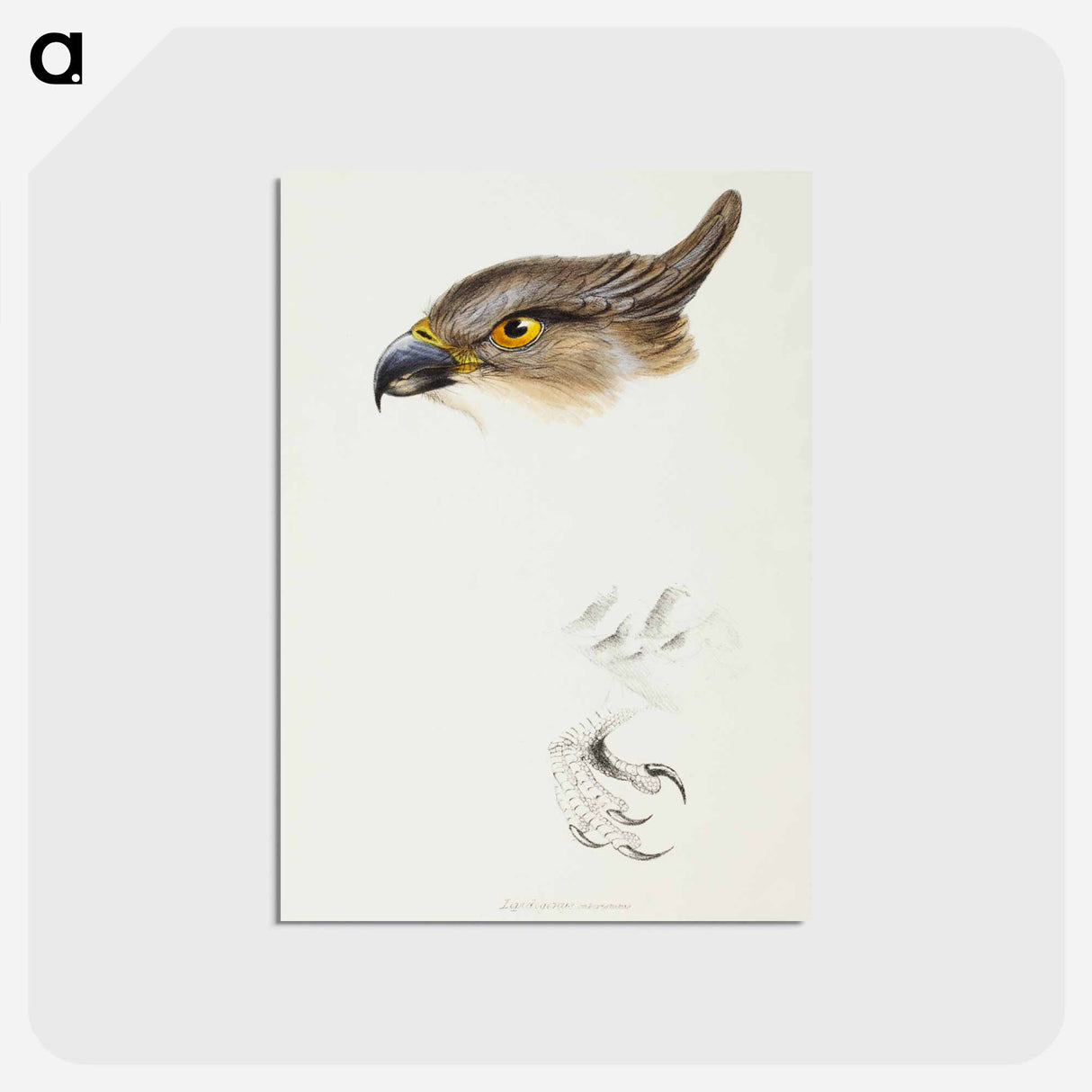 アートポストカード-Pacific Baza
- ジョン グールド Postcard.