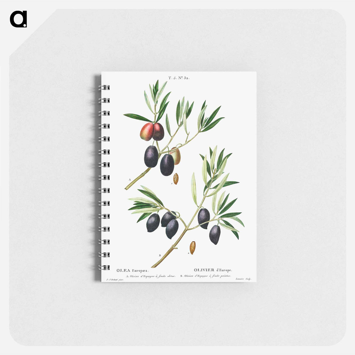 アートメモ帳-Olive (Olea Europæa) - ピエール ジョゼフ ルドゥーテ Memo.