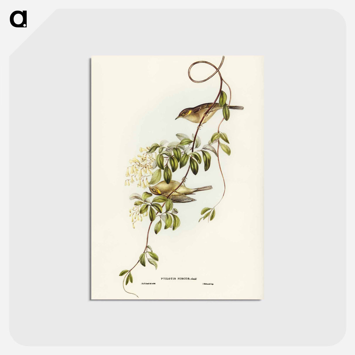 アートポストカード-Fuscous Honey-eater
- ジョン グールド Postcard.