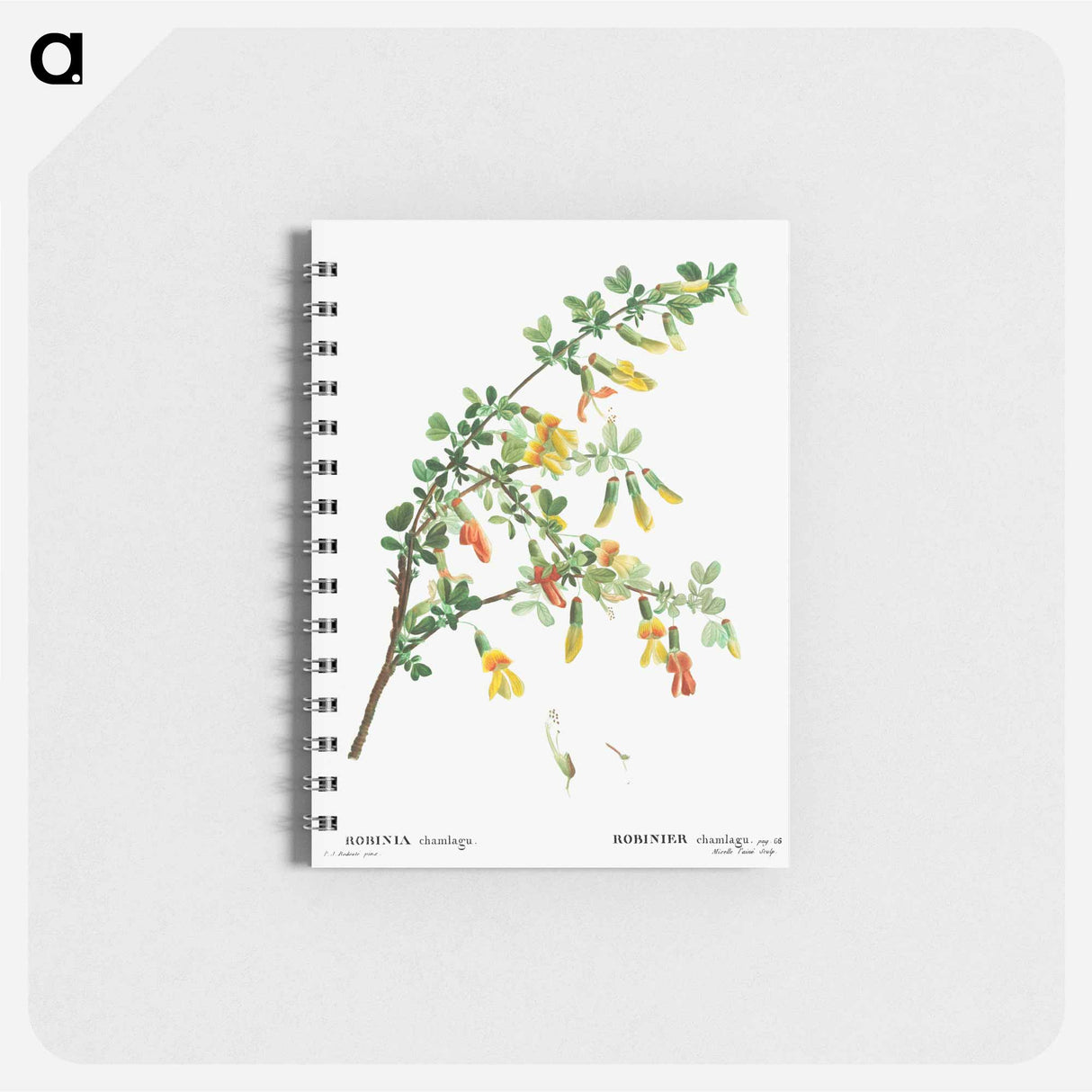 Robinia chamlagu - ピエール ジョゼフ ルドゥーテ Memo.