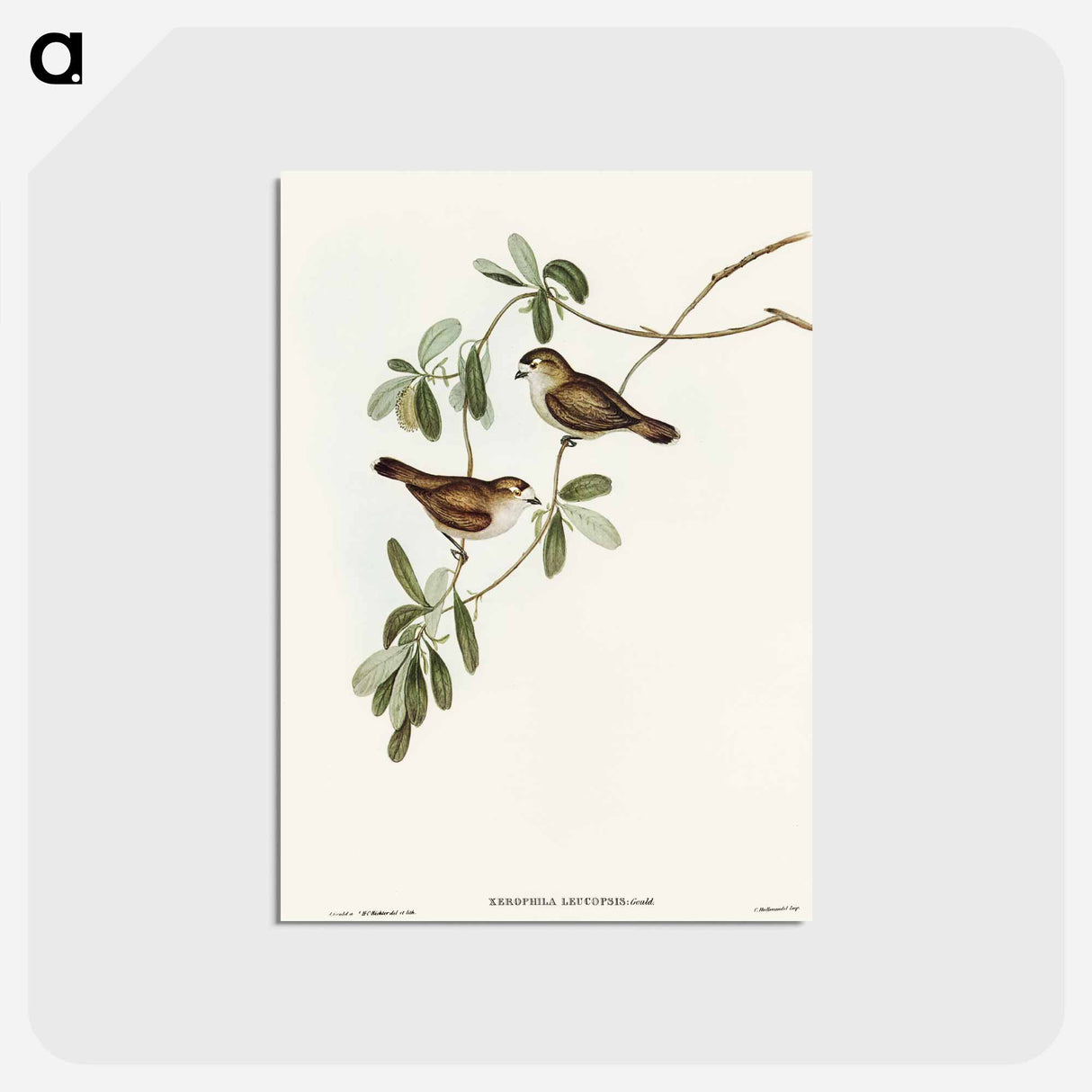 アートポストカード-White-faced Xerophila
- オーストラリアの鳥 Postcard.