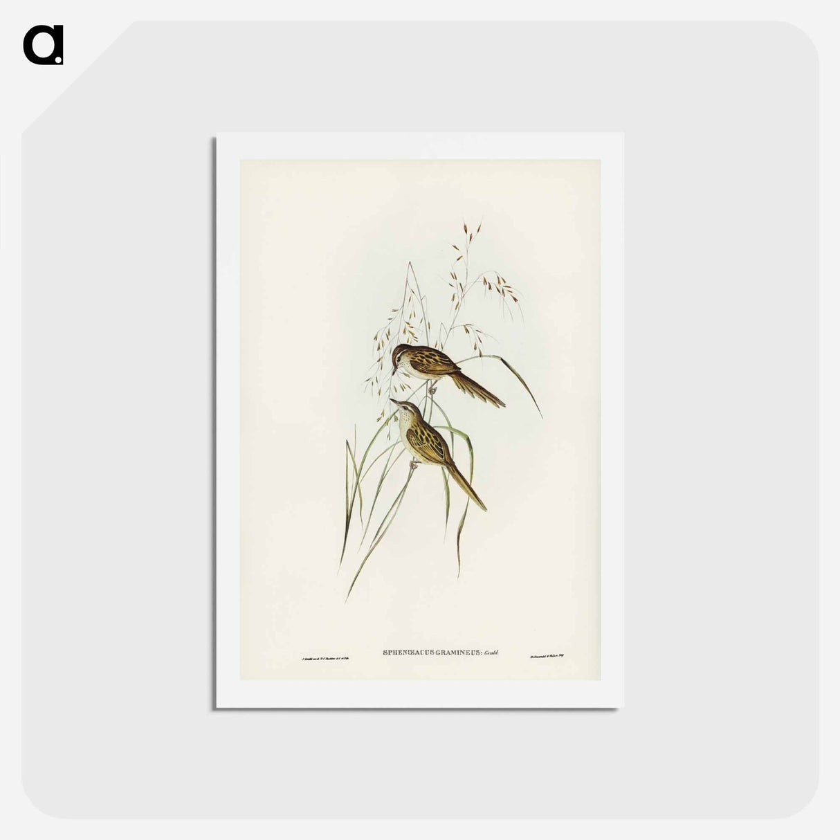 アートポストカード-Grass-loving Sphenoeacus
- ジョン グールド Postcard.