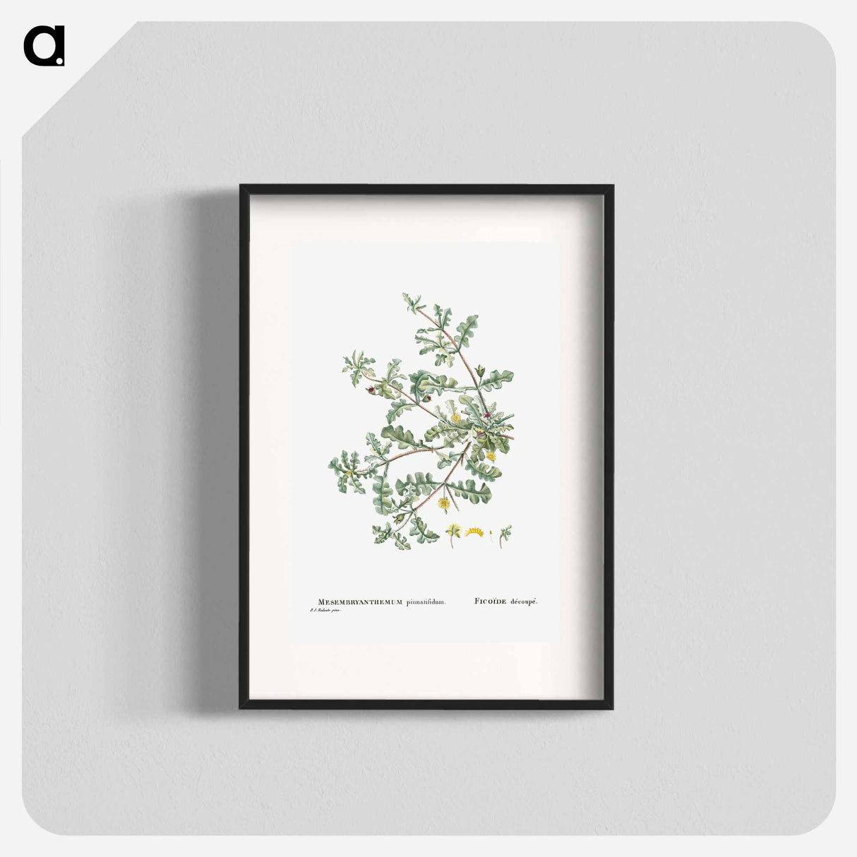 Mesembryanthemum Pinnatifidum (Jagged–Leaved Mesembryanthemum) - Pierre-Joseph Redouté Poster.