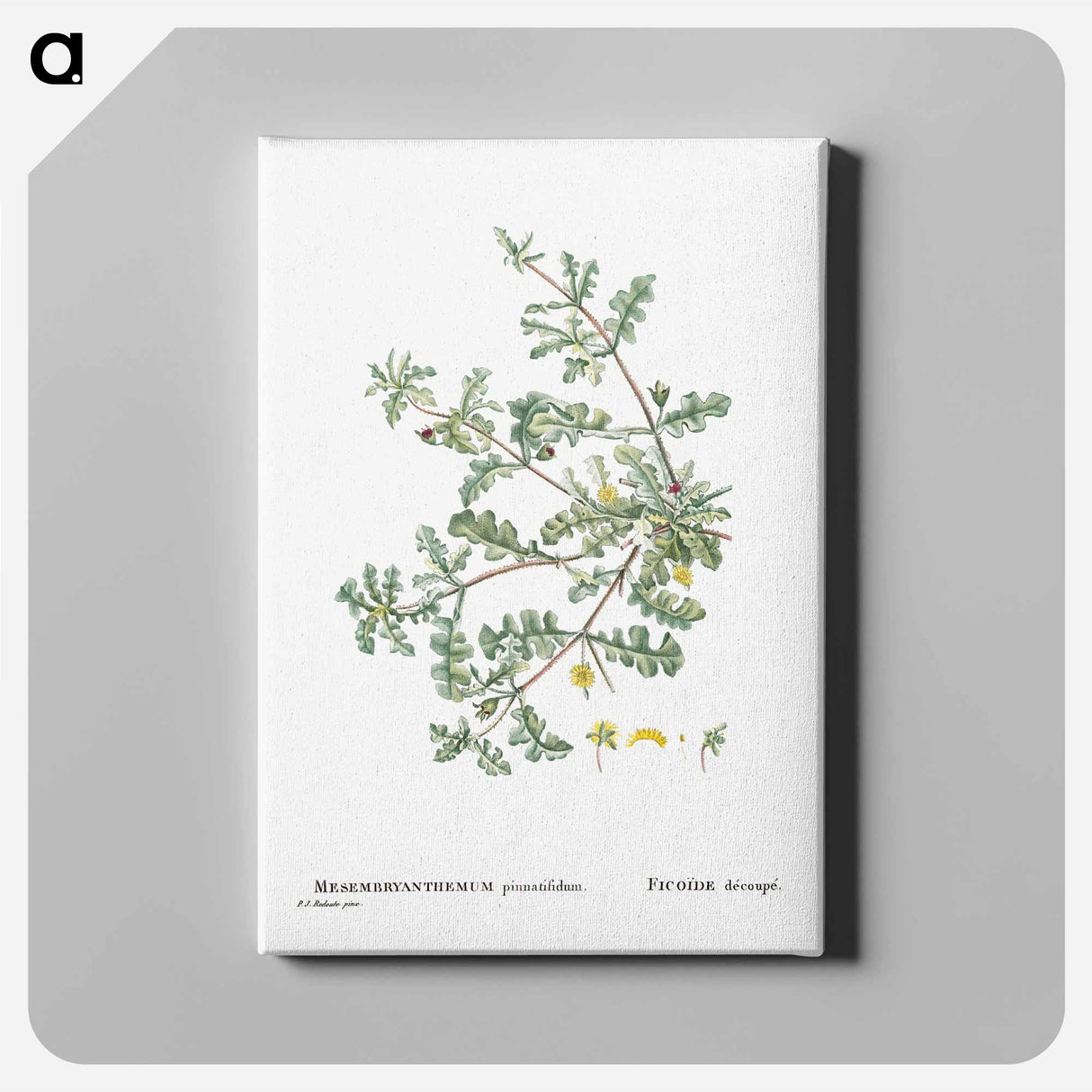 Mesembryanthemum Pinnatifidum (Jagged–Leaved Mesembryanthemum) - ピエール ジョゼフ ルドゥーテ Canvas.