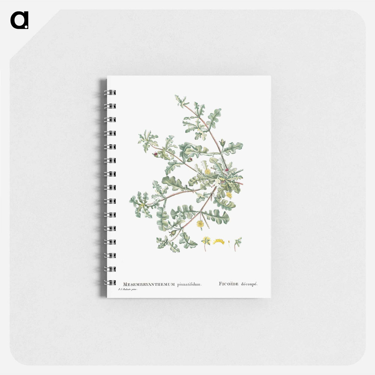 Mesembryanthemum Pinnatifidum (Jagged–Leaved Mesembryanthemum) - ピエール ジョゼフ ルドゥーテ Memo.