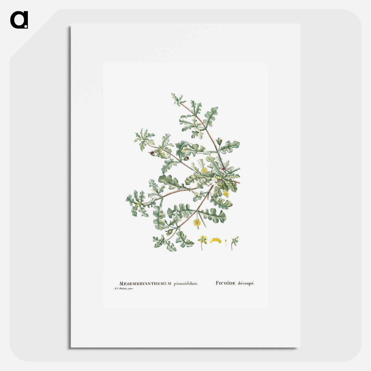 Mesembryanthemum Pinnatifidum (Jagged–Leaved Mesembryanthemum) - Pierre-Joseph Redouté Poster.