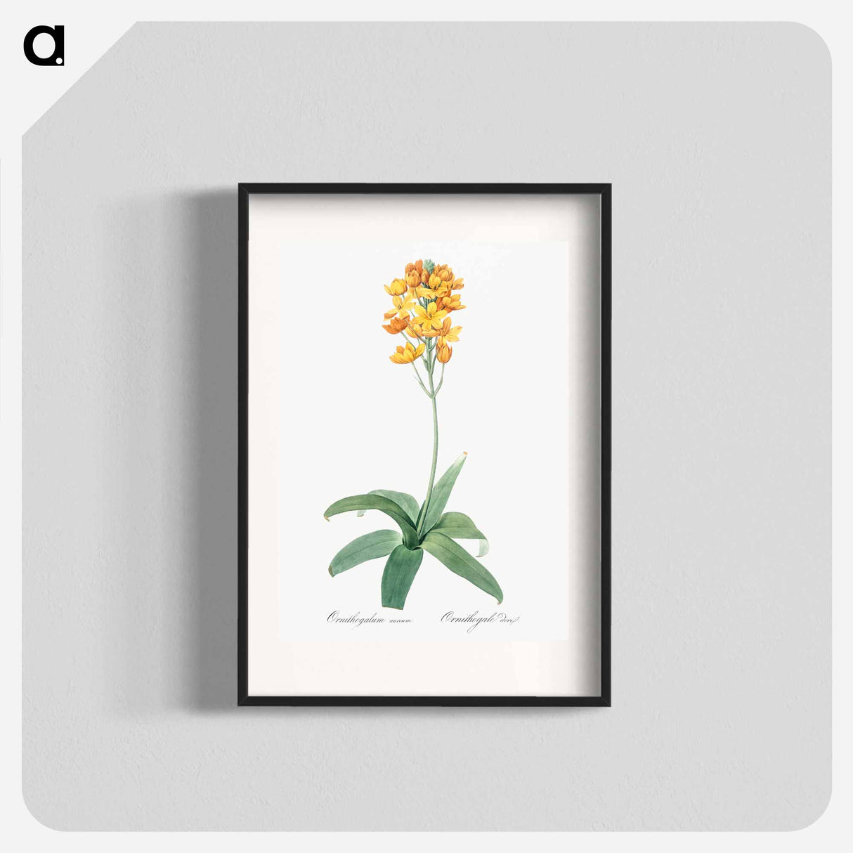 Sun star illustration - Pierre Joseph Redouté Poster.