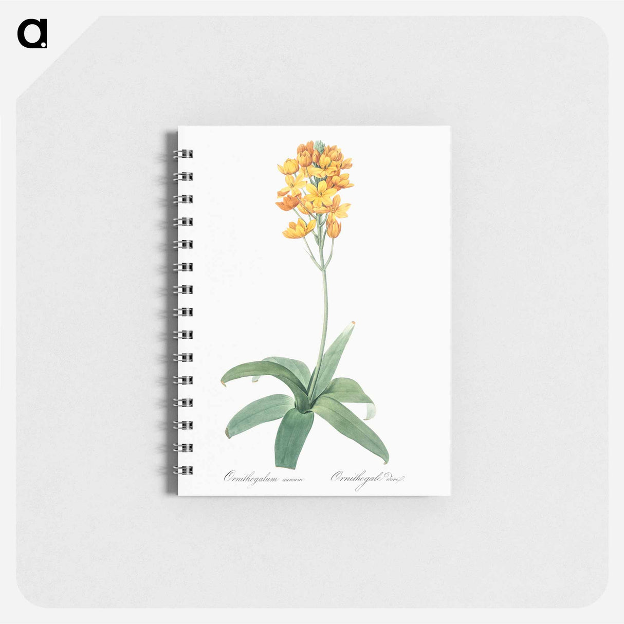 Sun star illustration - ピエール ジョゼフ ルドゥーテ Memo.