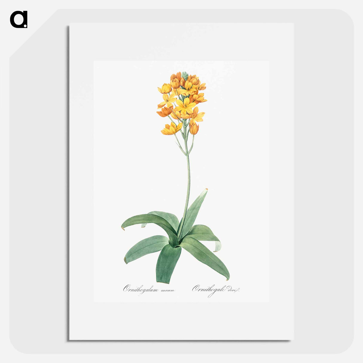 Sun star illustration - Pierre Joseph Redouté Poster.