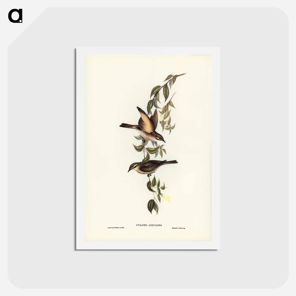 アートポストカード-Yellow-faced Honey-eater
- ジョン グールド Postcard.
