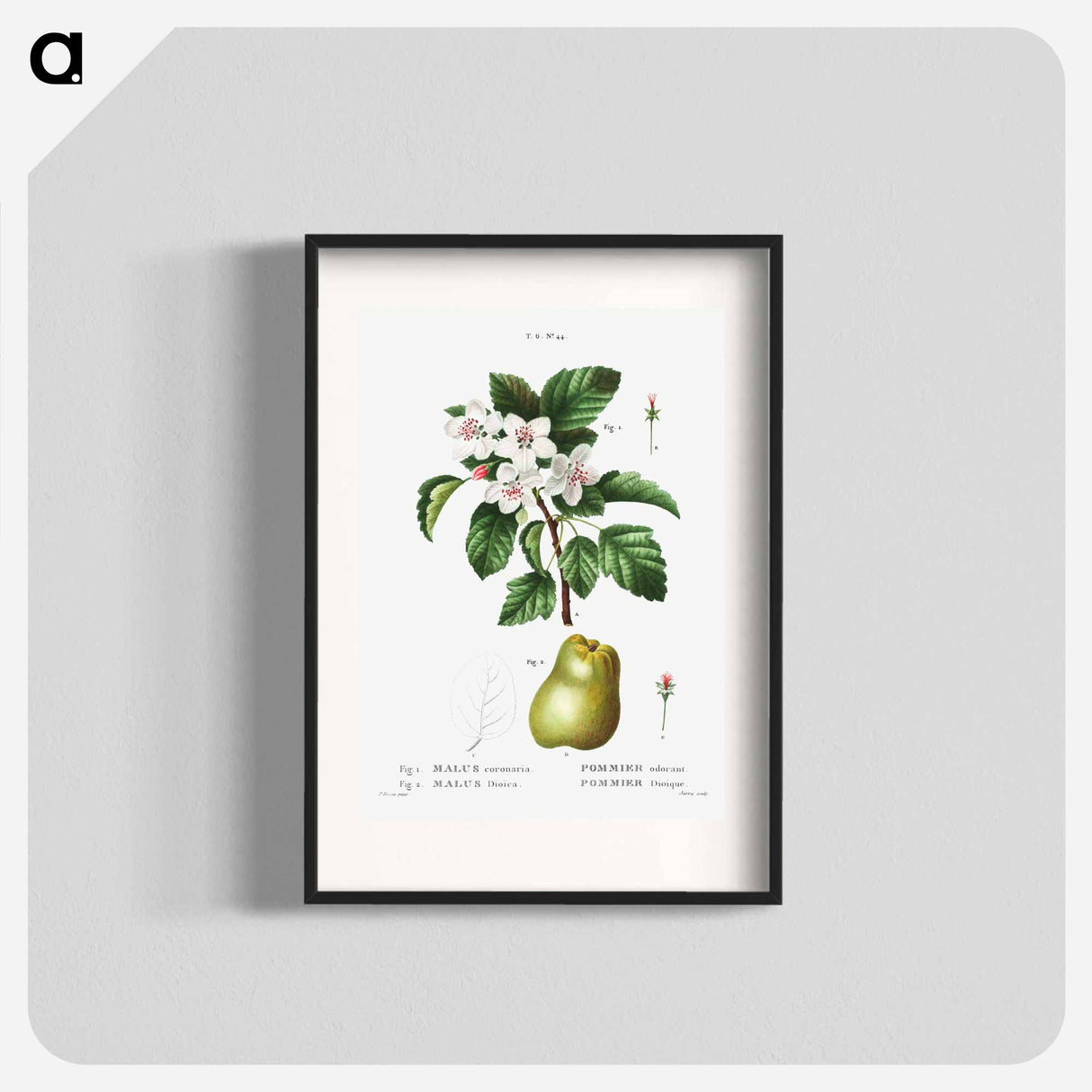 Sweet crabapple (Malus coronaria) 2. Apple (Malus dioica) - Pierre-Joseph Redouté Poster.