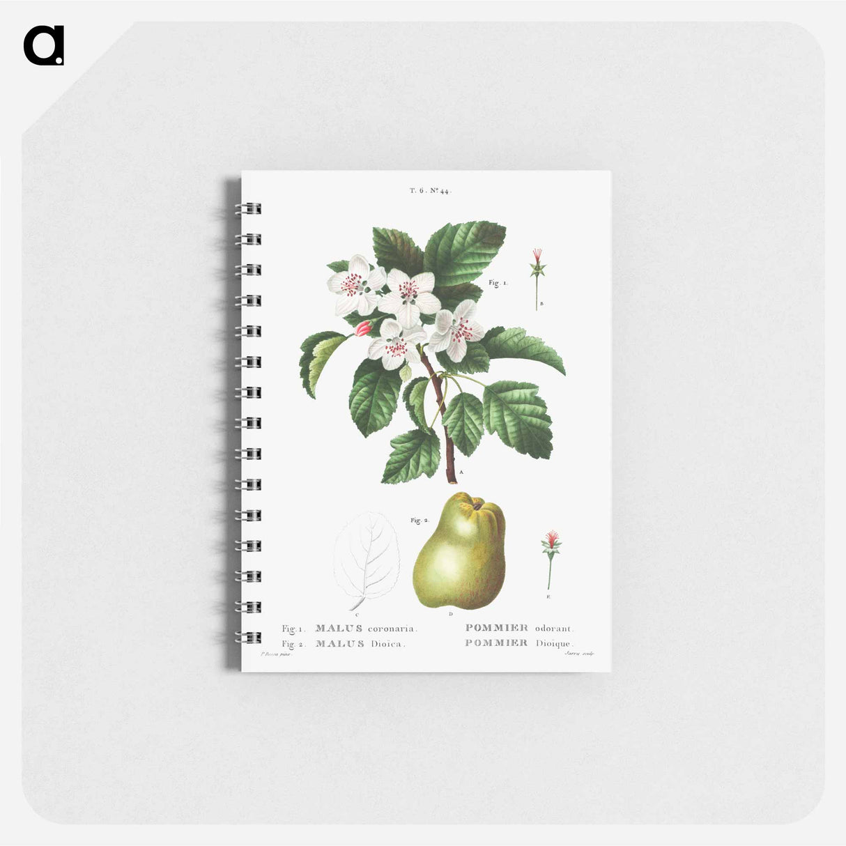 Sweet crabapple (Malus coronaria) 2. Apple (Malus dioica) - ピエール ジョゼフ ルドゥーテ Memo.