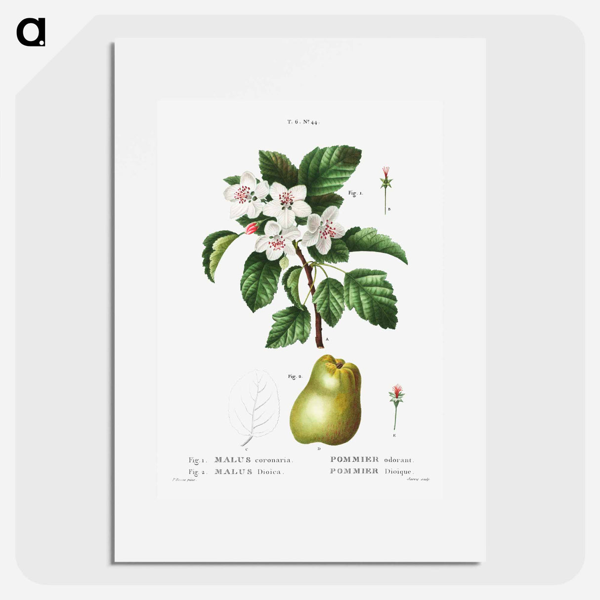 Sweet crabapple (Malus coronaria) 2. Apple (Malus dioica) - Pierre-Joseph Redouté Poster.