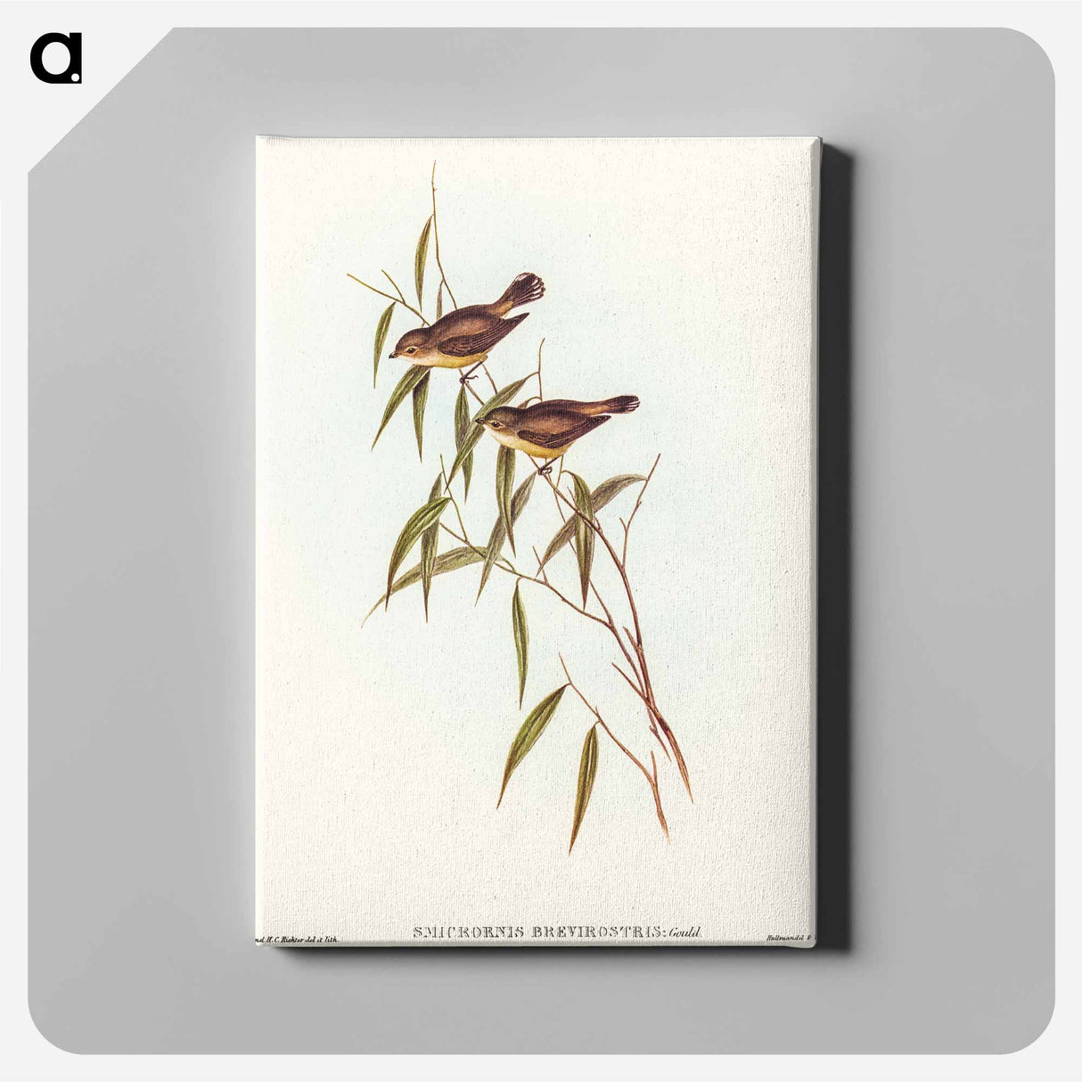 Short-billed Tree Tit
- オーストラリアの鳥 Canvas.