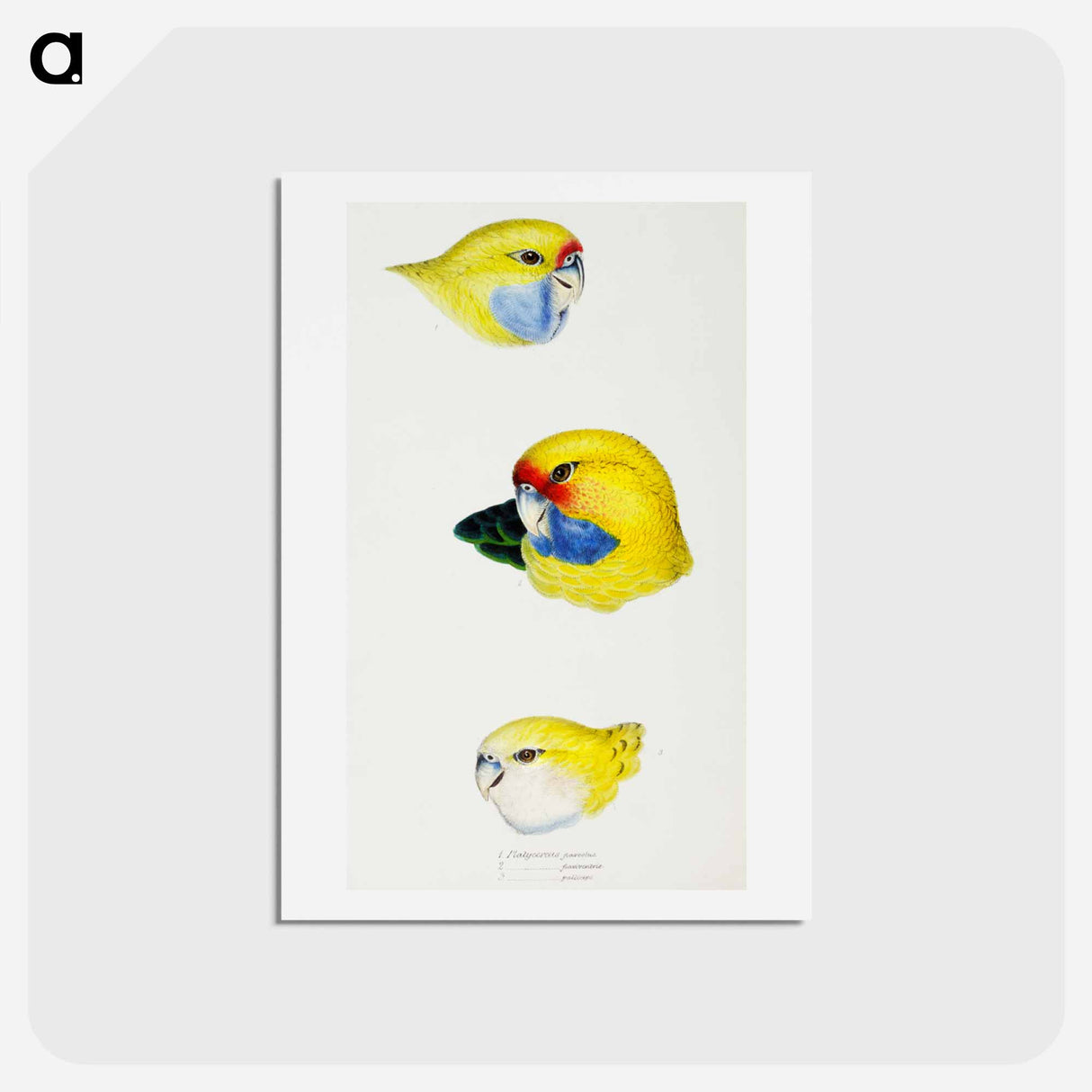 アートポストカード-Australian Rosellas and Parrakeets
- ジョン グールド Postcard.