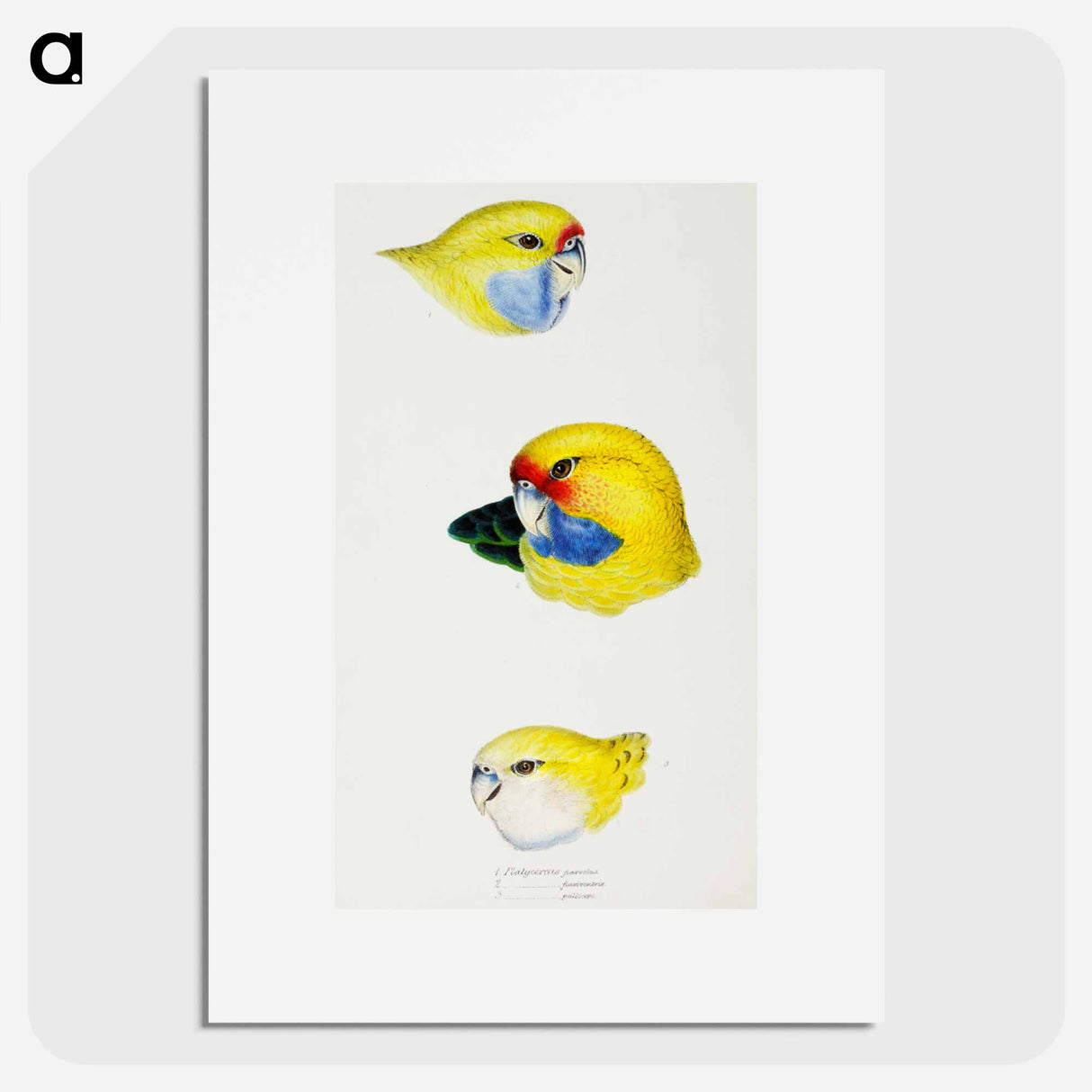 アートポスター-Australian Rosellas and Parrakeets
- ジョン グールド Poster.