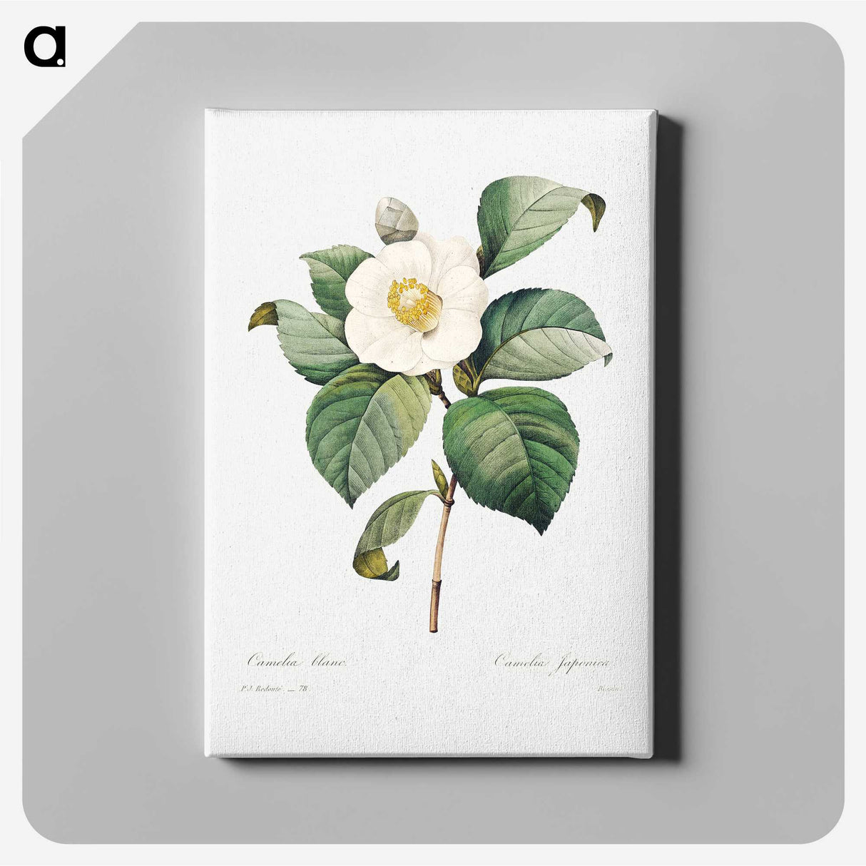 5-78_Pierre-Joseph-Redoute_canvas