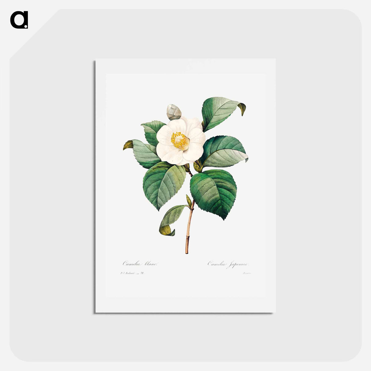 アートポストカード-White Japanese camellia - ピエール ジョゼフ ルドゥーテ Postcard.