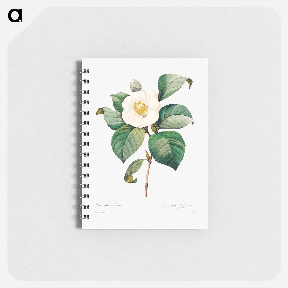 White Japanese camellia - ピエール ジョゼフ ルドゥーテ Memo.