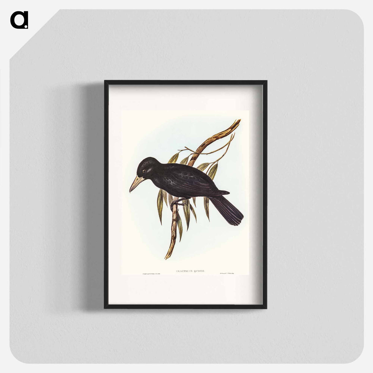 アートポスター-Quoy's Crow-Shrike
- オーストラリアの鳥 Poster.