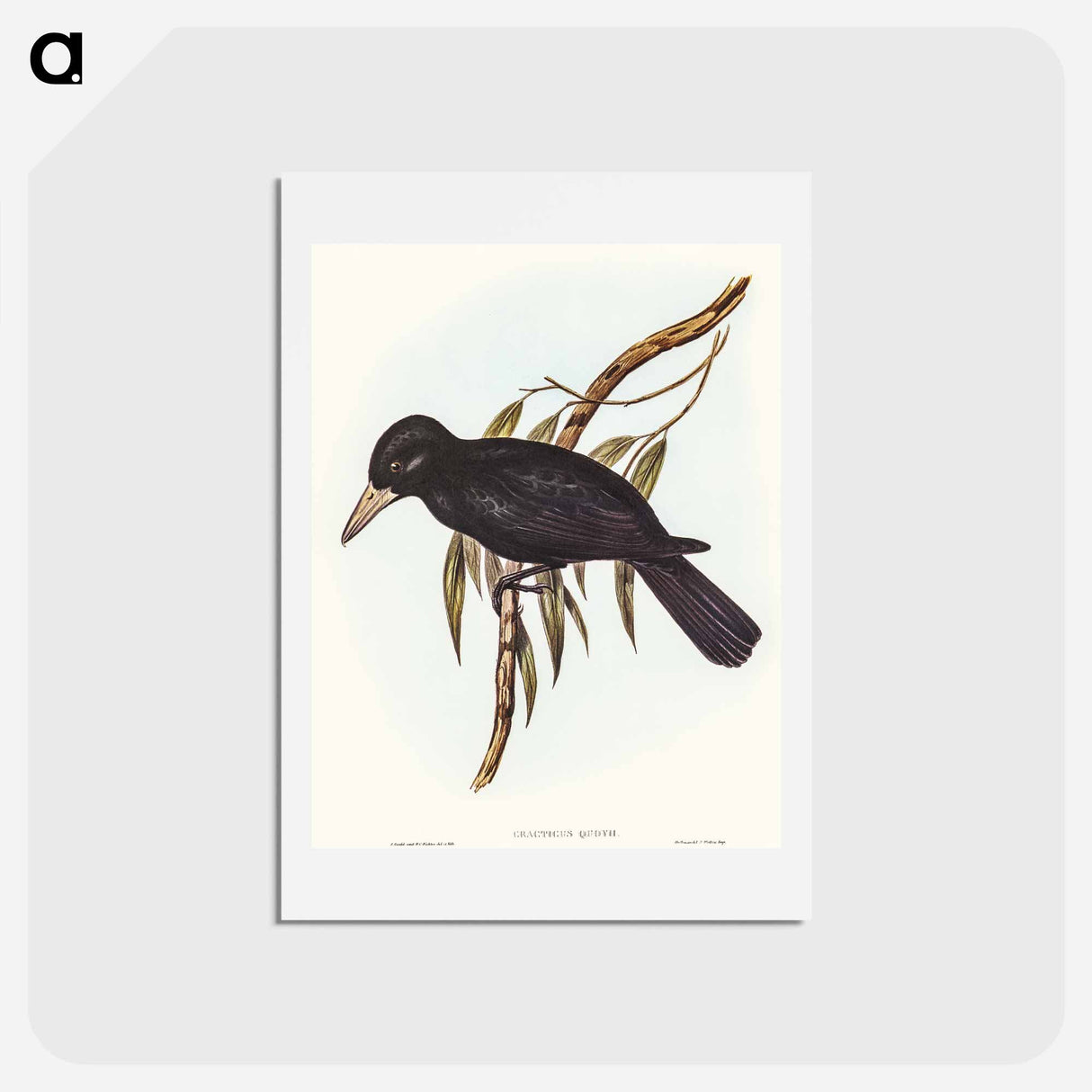 アートポストカード-Quoy's Crow-Shrike
- オーストラリアの鳥 Postcard.