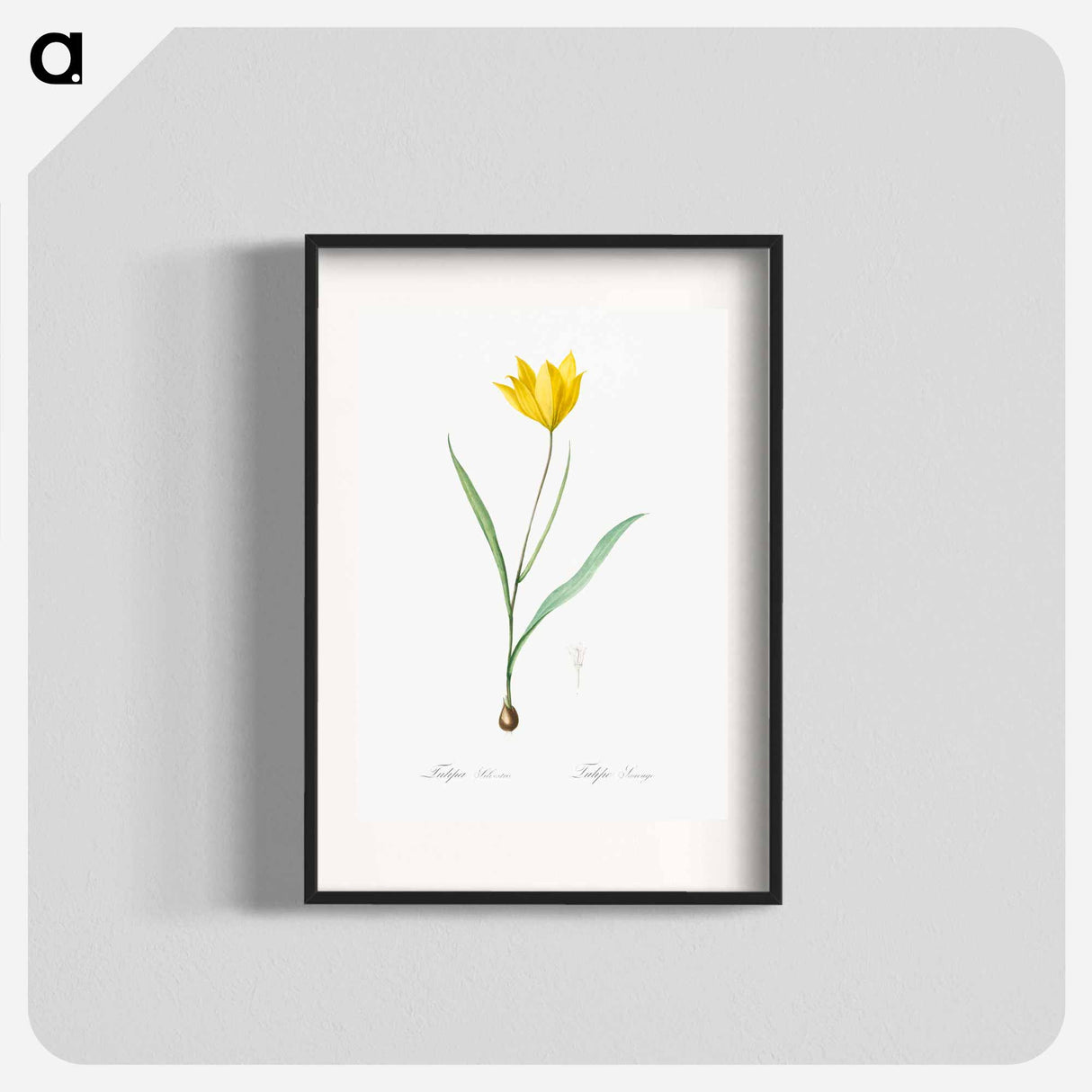 Tulipa sylvestris - Pierre Joseph Redouté Poster.