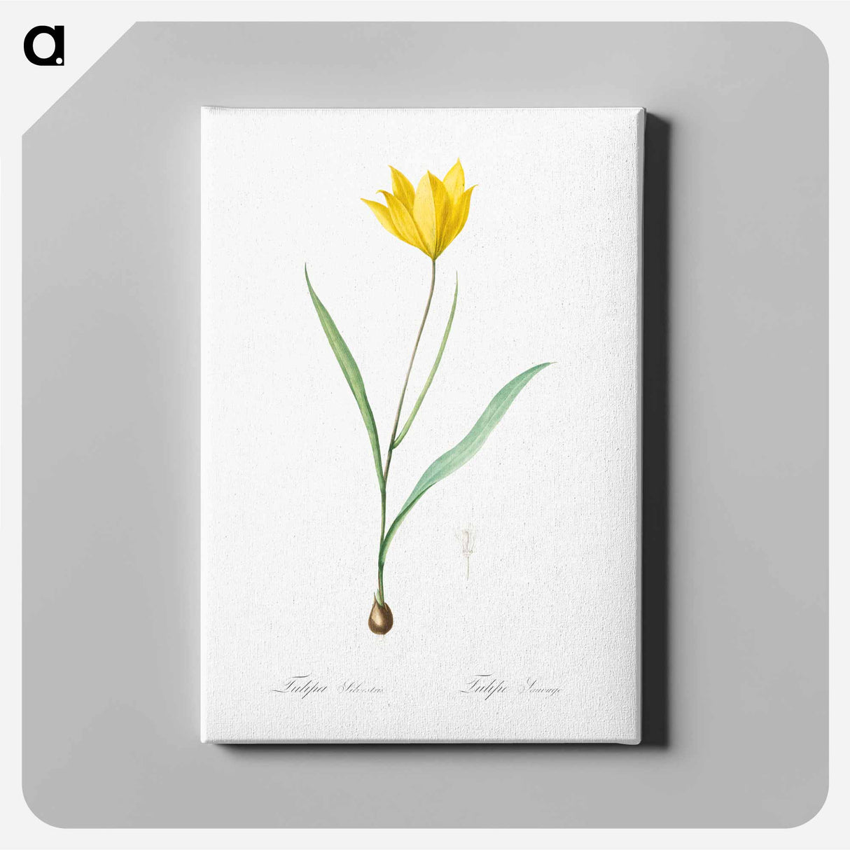 Tulipa sylvestris - Pierre-Joseph Redouté Canvas.