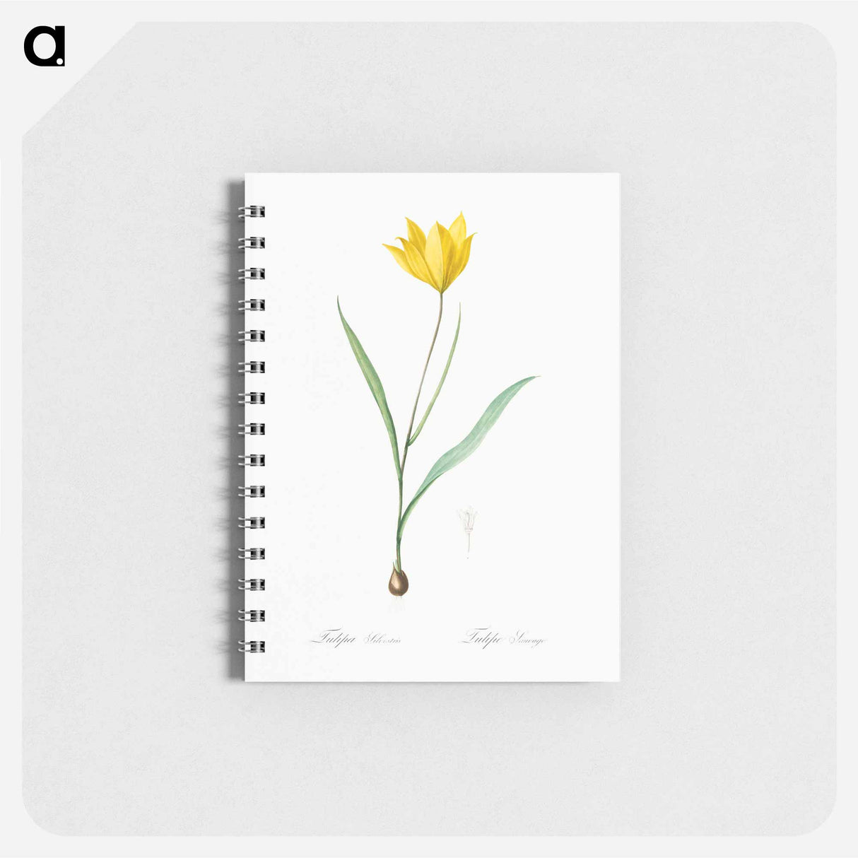 Tulipa sylvestris - ピエール ジョゼフ ルドゥーテ Memo.