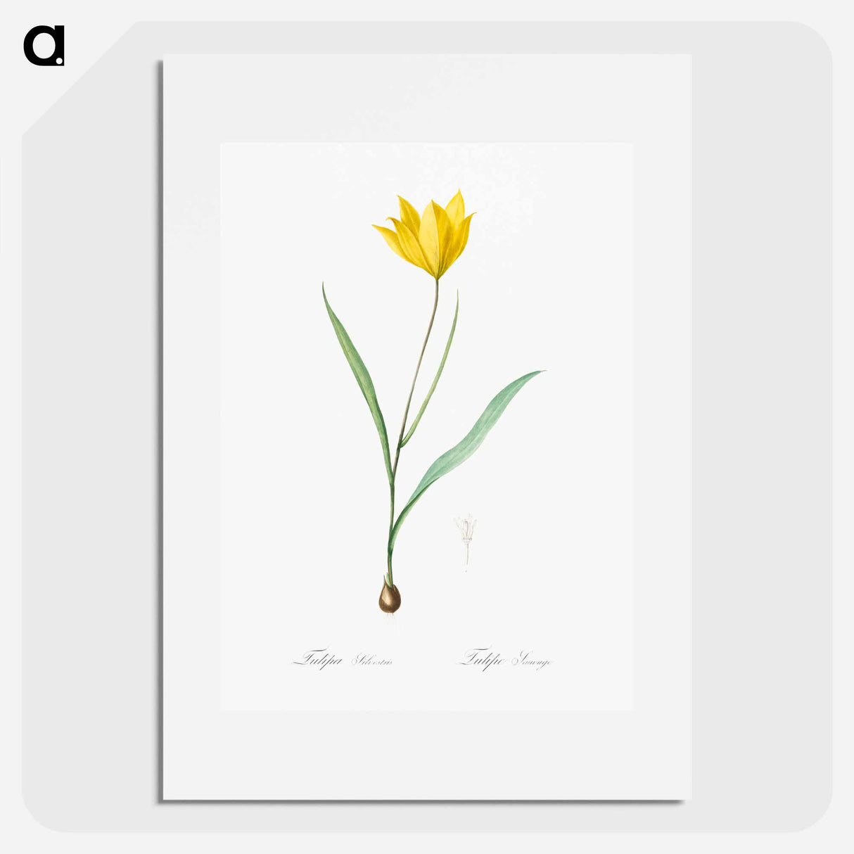 Tulipa sylvestris - Pierre Joseph Redouté Poster.