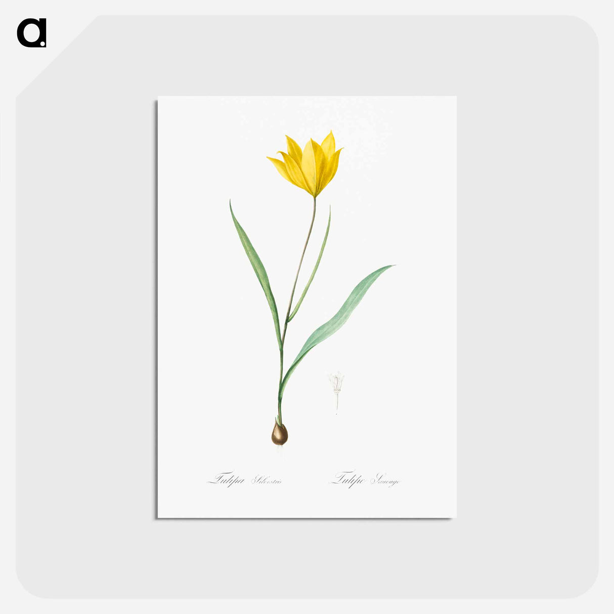 アートポストカード-Tulipa sylvestris - ピエール ジョゼフ ルドゥーテ Postcard.