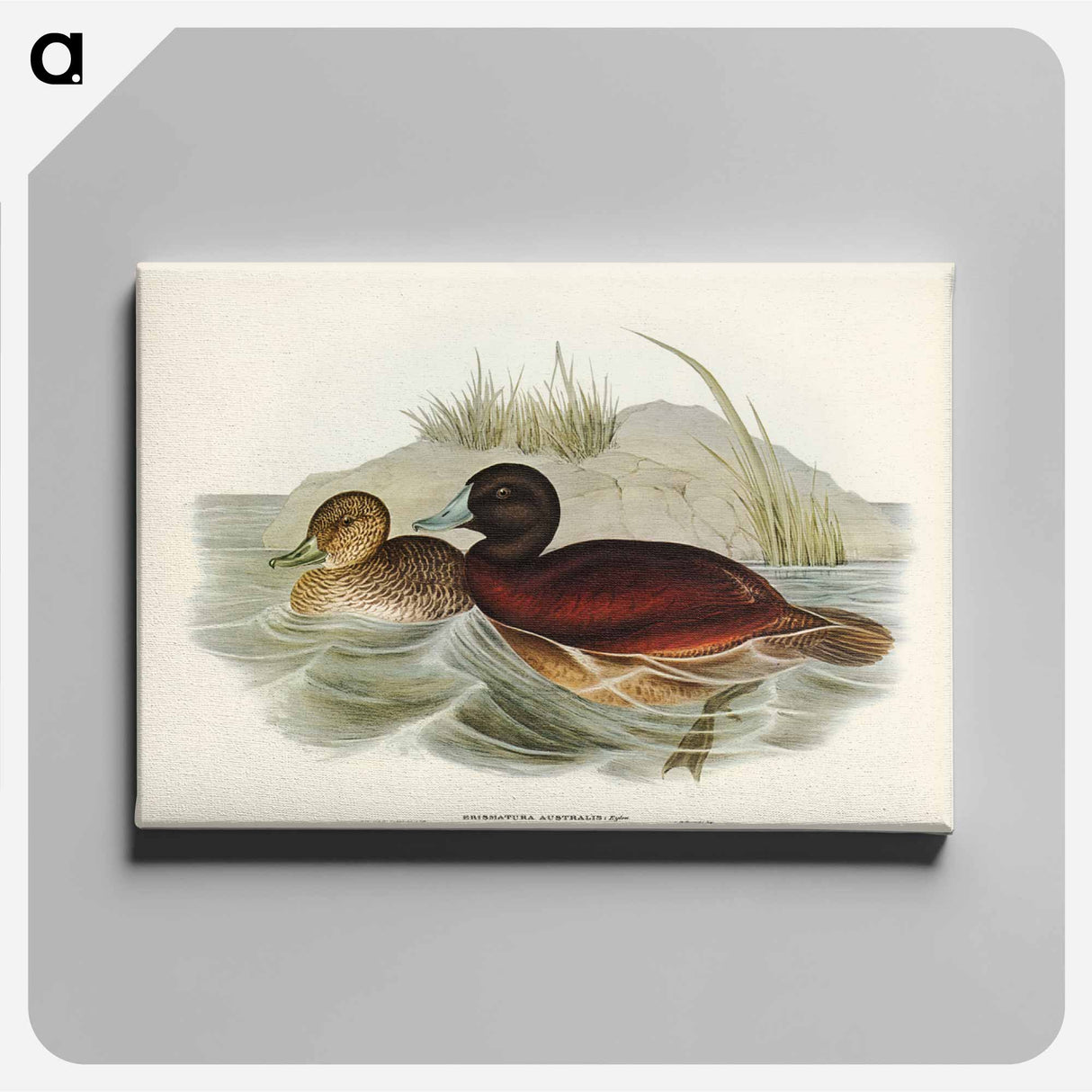 アートパネル-Blue-billed Duck
- オーストラリアの鳥 Canvas.