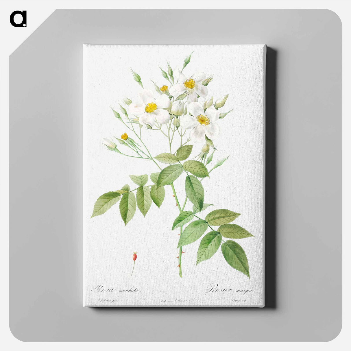 Musk Rose - Pierre Joseph Redouté Canvas.