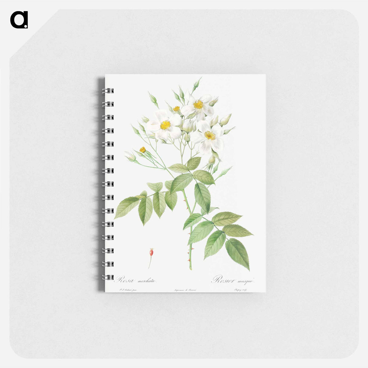 Musk Rose - ピエール ジョゼフ ルドゥーテ Memo.