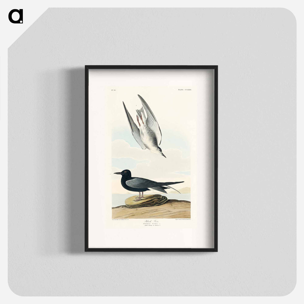 アートポスター-Black Tern from Birds of America
- アメリカの鳥たち Poster.