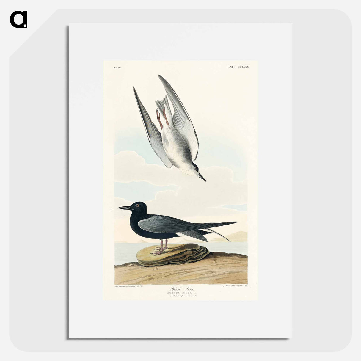 アートポスター-Black Tern from Birds of America
- アメリカの鳥たち Poster.