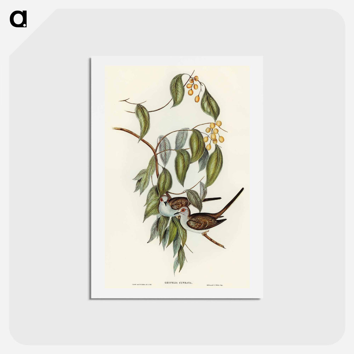 アートポストカード-Graceful Ground Dove
- オーストラリアの鳥 Postcard.