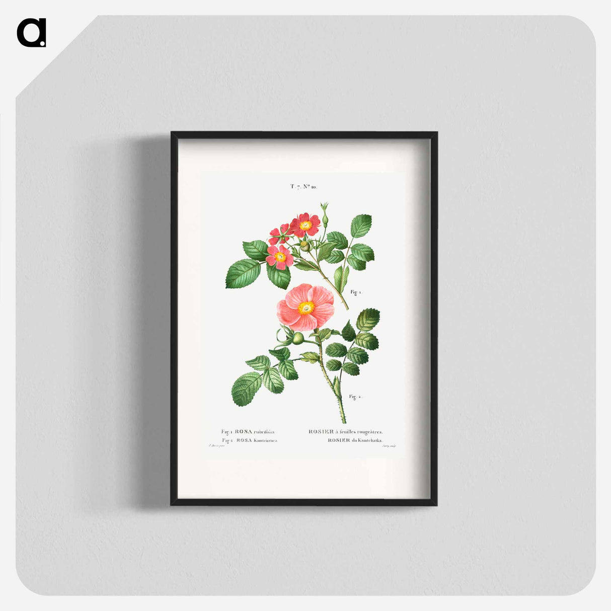 Redleaf rose (Rosa rubrifolia) 2. Japanese rose (Rosa kamtchatica) - ピエール ジョゼフ ルドゥーテ Poster.