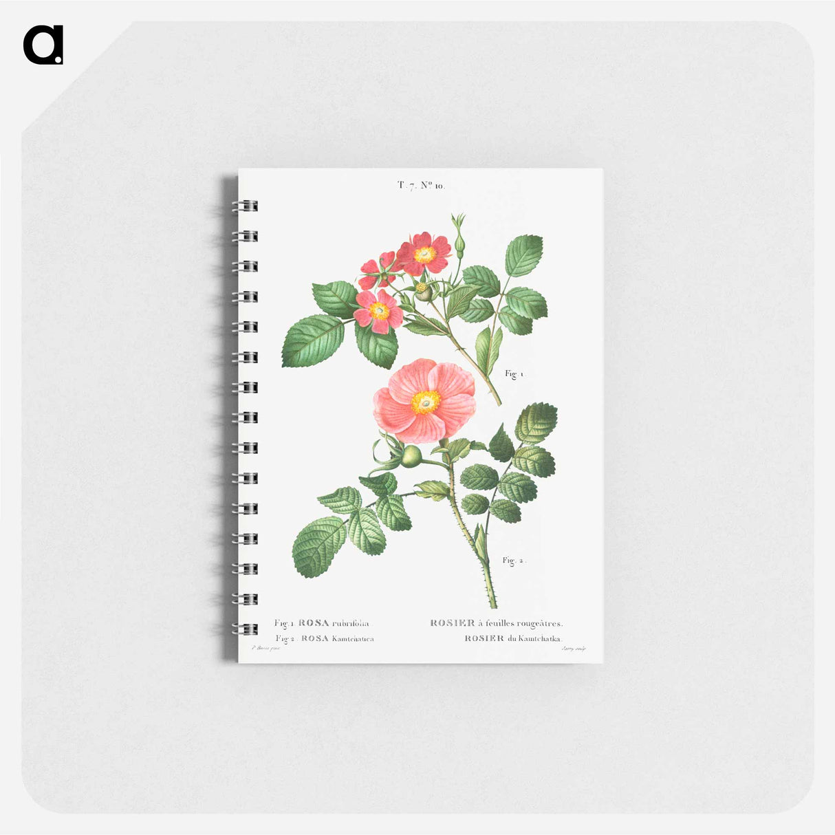 Redleaf rose (Rosa rubrifolia) 2. Japanese rose (Rosa kamtchatica) - ピエール ジョゼフ ルドゥーテ Memo.