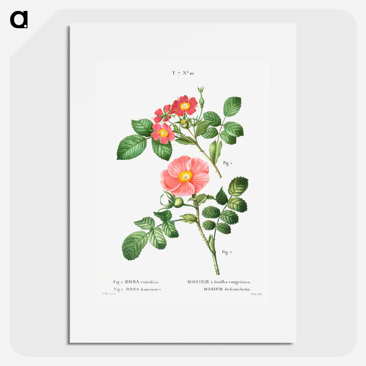 Redleaf rose (Rosa rubrifolia) 2. Japanese rose (Rosa kamtchatica) - ピエール ジョゼフ ルドゥーテ Poster.
