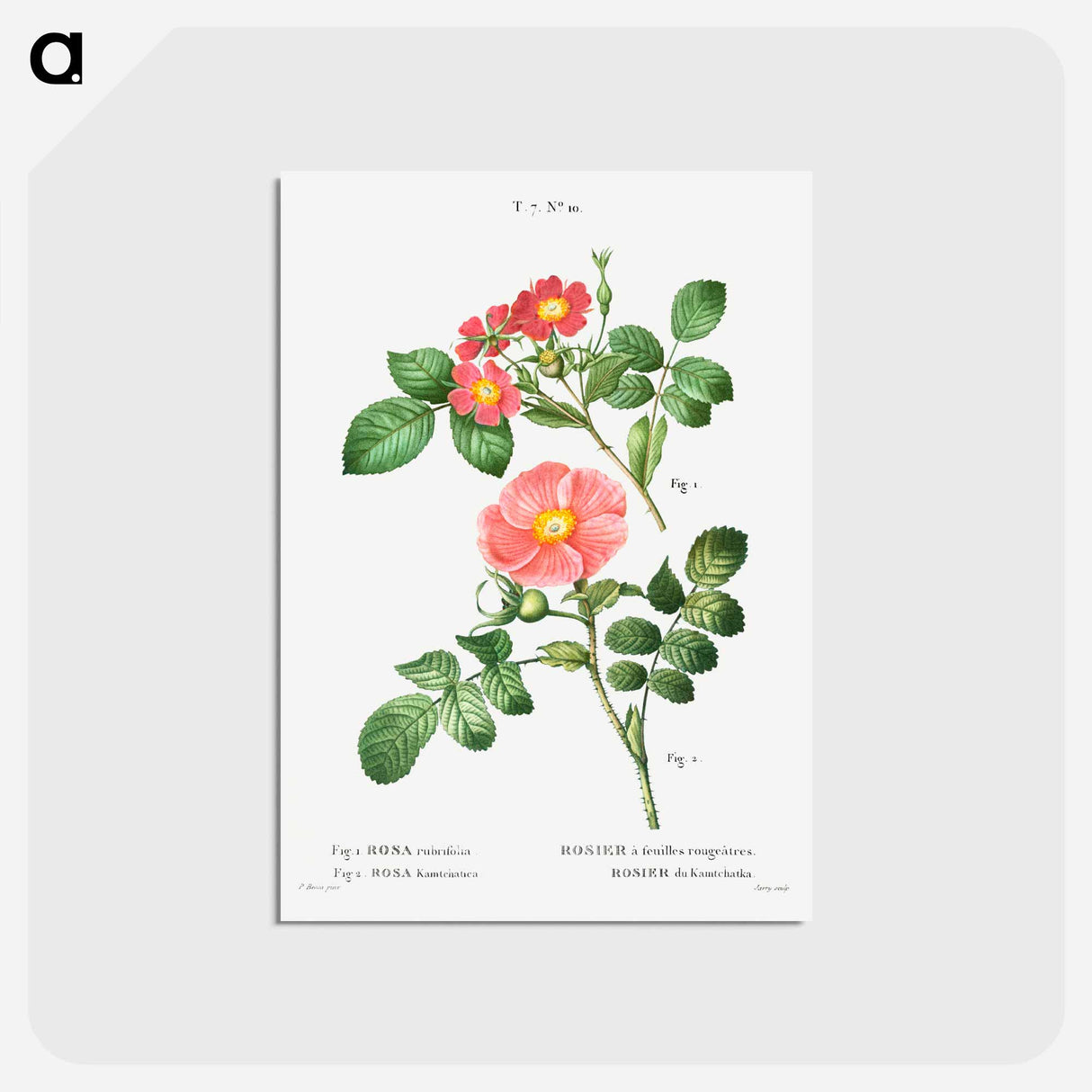 アートポストカード-Redleaf rose (Rosa rubrifolia) 2. Japanese rose (Rosa kamtchatica) - ピエール ジョゼフ ルドゥーテ Postcard.
